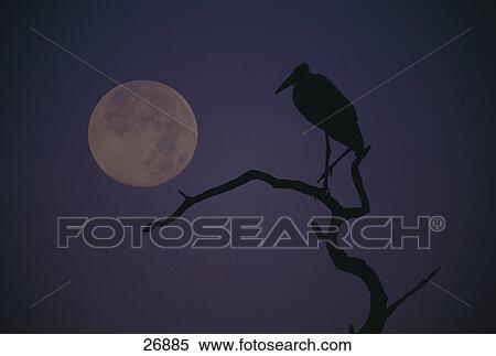 Stock Photography - Silhouette of Marabou Stork (Leptoptilos crumeniferus) bird perching on tree, Kruger National Park, South Africa . Fotosearch