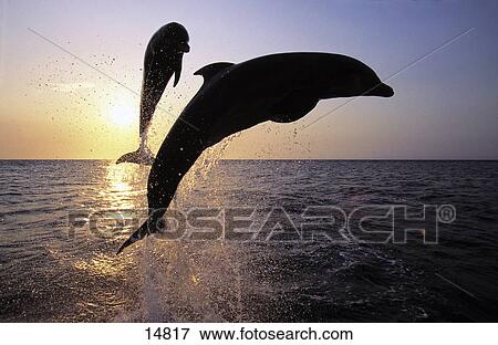 Stock Photo - Silhouette of two Bottle-Nosed Dolphins (Tursiops truncatus) leaping out of sea, Roatan, Bay Islands, Honduras . Fotosearch