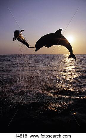 Stock Photo - Silhouette of two Bottle-Nosed Dolphins (Tursiops truncatus) leaping out of sea, Roatan, Bay Islands, Honduras . Fotosearch