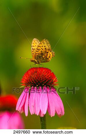 Stock Image - Silver-washed fritillary (Argynnis paphia) pollinating flower . Fotosearch