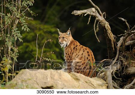 Stock Image - Single Lynx (Lynx lynx) sitting on rock, Bavarian Forest, Germany . Fotosearch