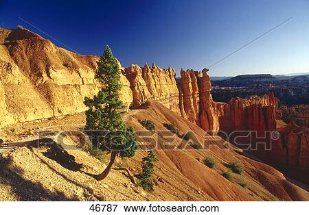 Single pine tree on rock formations, Bryce Canyon, Arizona, USA View Large Photo Image Stock Photo - Single pine tree on rock formations, Bryce Canyon, Arizona, USA . Fotosearch