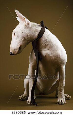 Sitting Bull Terrier, studio shot View Large Photo Image Stock Photography - Sitting Bull Terrier, studio shot . Fotosearch