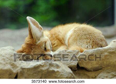 Sleeping Fennec Fox (Vulpes zerda) View Large Photo Image Stock Image - Sleeping Fennec Fox (Vulpes zerda) . Fotosearch
