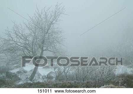 Stock Image - Snow covered tree surrounded by fog . Fotosearch