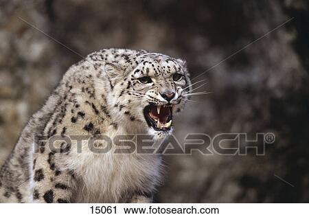 Stock Image - Snow leopard (Panthera uncia) snarling . Fotosearch