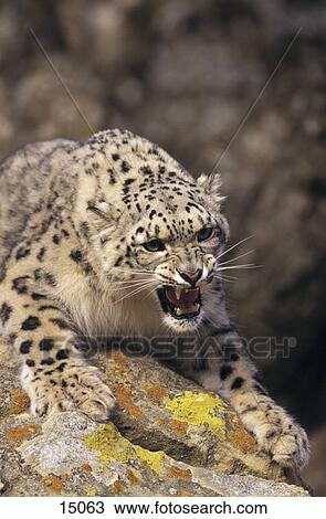 Snow leopard (Panthera uncia) snarling View Large Photo Image Stock Image - Snow leopard (Panthera uncia) snarling . Fotosearch
