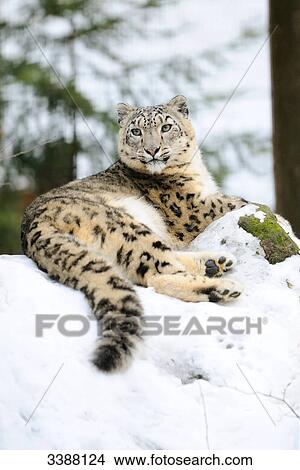 Snow Leopard (Uncia uncia) lying in snow, Bavaria, Germany, low angle view View Large Photo Image Picture - Snow Leopard (Uncia uncia) lying in snow, Bavaria, Germany, low angle view . Fotosearch