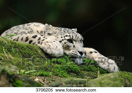 Stock Photography - Snow Leopard (Uncia uncia) lying on rock . Fotosearch
