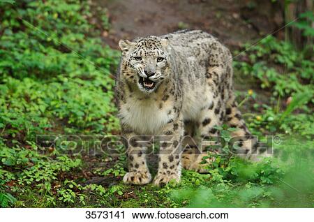 Stock Image - Snow Leopard (Uncia uncia) . Fotosearch