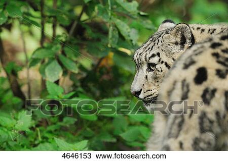 Snow leopard, Uncia uncia View Large Photo Image Stock Image - Snow leopard, Uncia uncia . Fotosearch