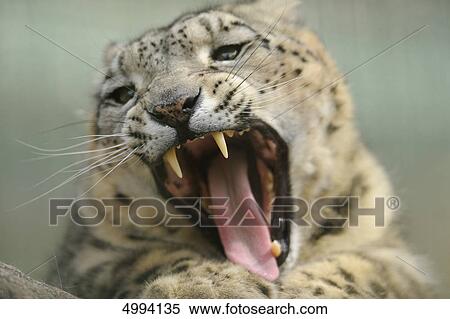 Snow leopard (Uncia uncia) with mouth open View Large Photo Image Stock Photography - Snow leopard (Uncia uncia) with mouth open . Fotosearch