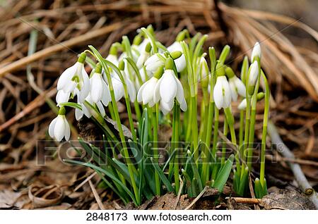 Snowdrop flowers blooming in field, Franconia, Bavaria, Germany View Large Photo Image Stock Image - Snowdrop flowers blooming in field, Franconia, Bavaria, Germany . Fotosearch