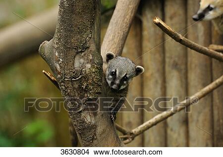 Picture - South American Coati (Nasua nasua) in a tree . Fotosearch