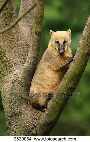 South American Coati (Nasua nasua) in a tree View Large Photo Image Picture - South American Coati (Nasua nasua) in a tree . Fotosearch