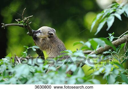 Stock Image - South American Coati (Nasua nasua) in a tree . Fotosearch