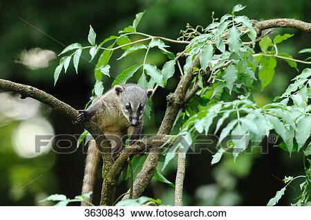 South American Coati (Nasua nasua) in a tree View Large Photo Image Stock Image - South American Coati (Nasua nasua) in a tree . Fotosearch