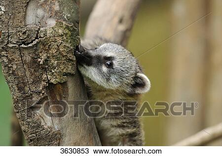 South American Coati (Nasua nasua) in a tree View Large Photo Image Stock Image - South American Coati (Nasua nasua) in a tree . Fotosearch
