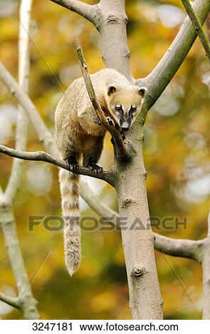Stock Image - South American Coati (Nasua nasua) on a tree, zoological garden of Augsburg, Germany . Fotosearch