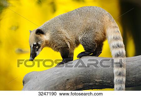 South American Coati (Nasua nasua) on a branch, zoological garden of Augsburg, Germany View Large Photo Image Stock Image - South American Coati (Nasua nasua) on a branch, zoological garden of Augsburg, Germany . Fotosearch