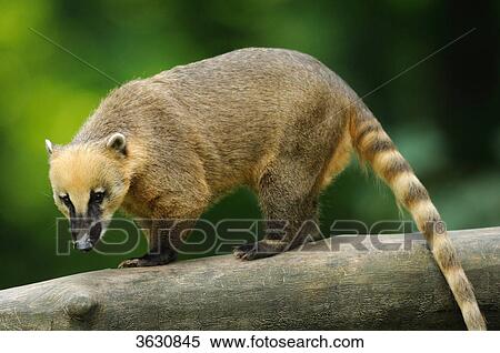 Stock Photography - South American Coati (Nasua nasua) on a branch . Fotosearch