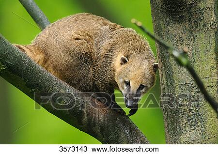 South American Coati (Nasua nasua) on branch View Large Photo Image Stock Image - South American Coati (Nasua nasua) on branch . Fotosearch