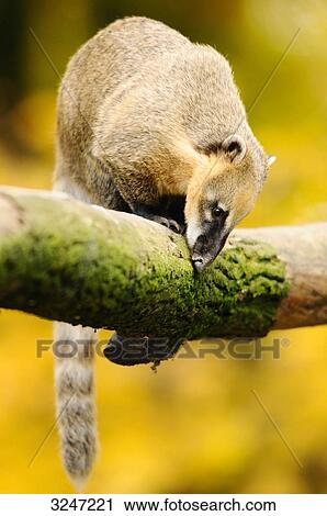 South American Coati (Nasua nasua) sitting on a branch, zoological garden of Augsburg, Germany View Large Photo Image Stock Image - South American Coati (Nasua nasua) sitting on a branch, zoological garden of Augsburg, Germany . Fotosearch