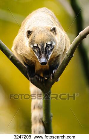 South American Coati (Nasua nasua) sitting on a branch, zoological garden of Augsburg, Germany View Large Photo Image Stock Photo - South American Coati (Nasua nasua) sitting on a branch, zoological garden of Augsburg, Germany . Fotosearch