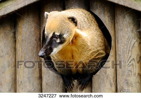 South American Coati (Nasua nasua) looking out of a hole, zoological garden of Augsburg, Germany View Large Photo Image Stock Photo - South American Coati (Nasua nasua) looking out of a hole, zoological garden of Augsburg, Germany . Fotosearch