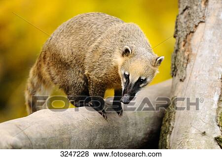 Stock Photo - South American Coati (Nasua nasua) sitting on a tree trunk, zoological garden of Augsburg, Germany . Fotosearch