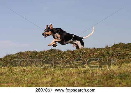Spanish Podenco dog jumping over heap of grass in field View Large Photo Image Stock Photo - Spanish Podenco dog jumping over heap of grass in field . Fotosearch