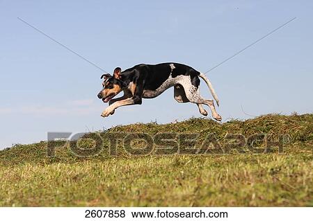 Spanish Podenco dog jumping over heap of grass in field View Large Photo Image Stock Photo - Spanish Podenco dog jumping over heap of grass in field . Fotosearch