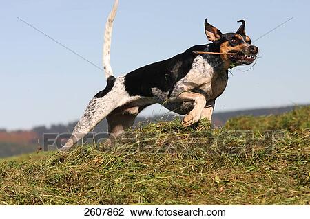 Spanish Podenco dog running in field View Large Photo Image Stock Image - Spanish Podenco dog running in field . Fotosearch