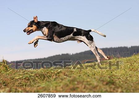 Stock Photo - Spanish Podenco dog running in field . Fotosearch