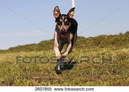 Stock Photography - Spanish Podenco dog running in field . Fotosearch