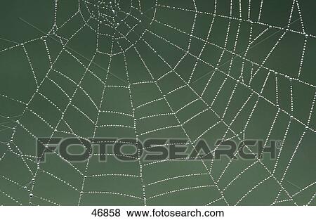 Stock Photo - spiders web, close-up . Fotosearch