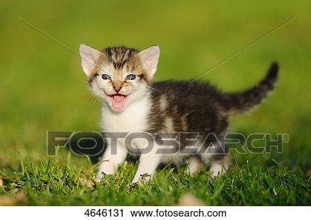 Spitting cat View Large Photo Image Stock Image - Spitting cat . Fotosearch