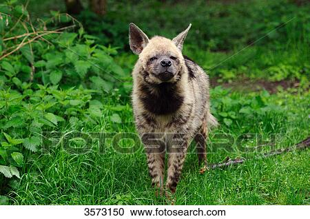 Spotted Hyena (Crocuta crocuta) in meadow View Large Photo Image Stock Image - Spotted Hyena (Crocuta crocuta) in meadow . Fotosearch