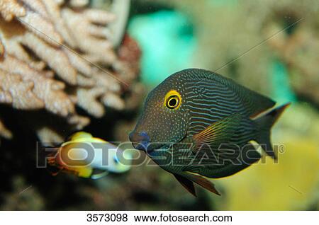 Stock Photo - Spotted Surgeonfish (Ctenochaetus strigosus) and Fire Goby (Nemateleotris magnifica) . Fotosearch