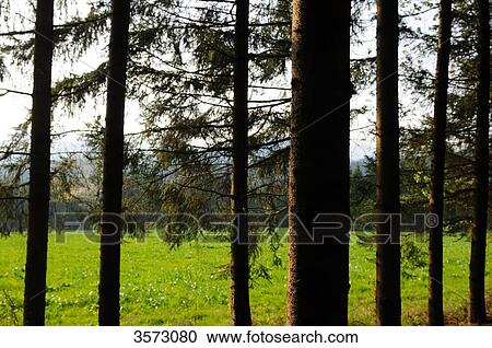Spruce forest View Large Photo Image Stock Image - Spruce forest . Fotosearch