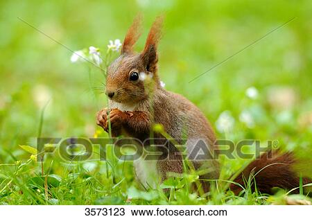 Squirrel (Sciurus vulgaris) in meadow, close-up View Large Photo Image Stock Image - Squirrel (Sciurus vulgaris) in meadow, close-up . Fotosearch
