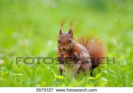 Squirrel (Sciurus vulgaris) in meadow, close-up View Large Photo Image Stock Photo - Squirrel (Sciurus vulgaris) in meadow, close-up . Fotosearch