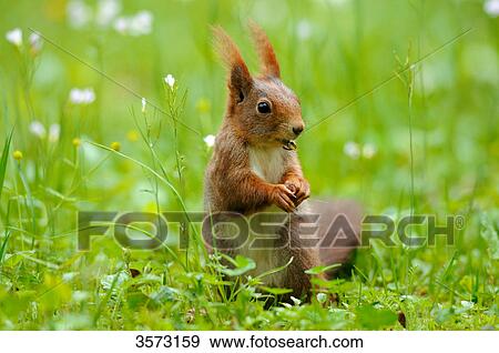 Stock Photo - Squirrel (Sciurus vulgaris) in meadow, close-up . Fotosearch