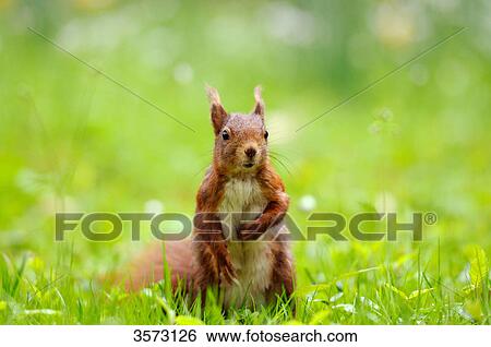 Squirrel (Sciurus vulgaris) in meadow, close-up View Large Photo Image Stock Photograph - Squirrel (Sciurus vulgaris) in meadow, close-up . Fotosearch