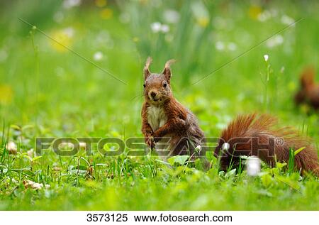 Squirrel (Sciurus vulgaris) in meadow, close-up View Large Photo Image Stock Photography - Squirrel (Sciurus vulgaris) in meadow, close-up . Fotosearch