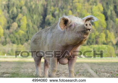 Stock Image - Standing domestic pig . Fotosearch