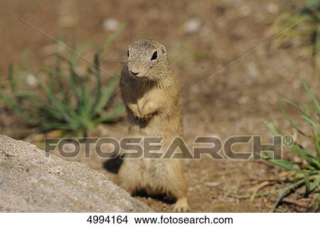 Standing European ground squirrel (Spermophilus citellus) View Large Photo Image Picture - Standing European ground squirrel (Spermophilus citellus) . Fotosearch