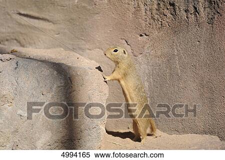 Stock Photography - Standing European ground squirrel (Spermophilus citellus) . Fotosearch
