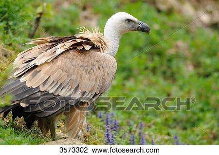 Stock Image - Standing Griffin Vulture (Gyps fulvus) . Fotosearch