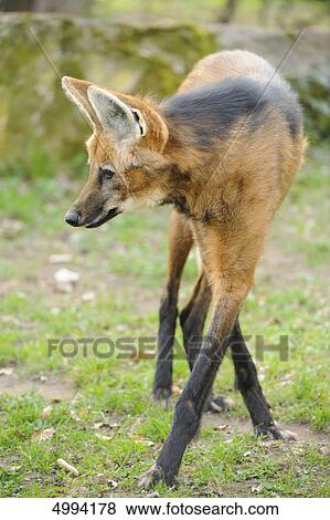 Stock Photo - Standing Maned Wolf (Chrysocyon brachyurus) . Fotosearch